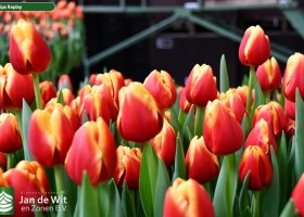 Tulipa Replay ® (3)